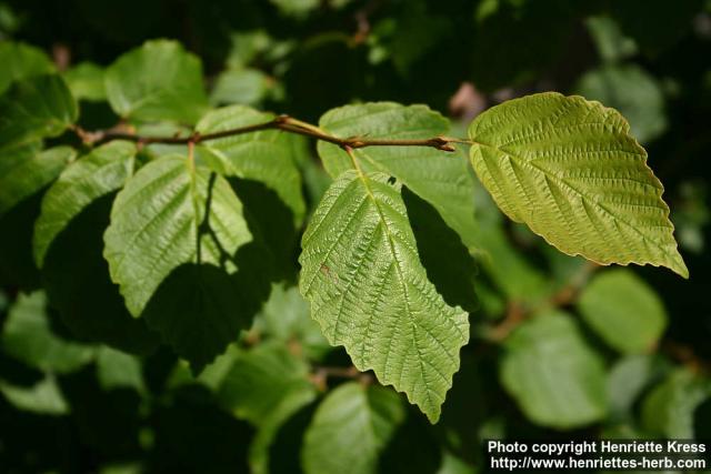 Photo: Hamamelis virginiana.