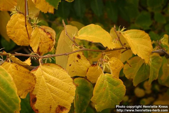 Photo: Hamamelis virginiana 7.