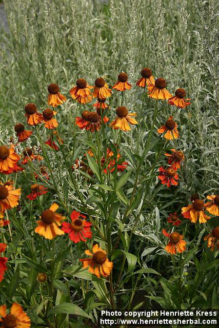 Photo: Helenium autumnale 7.
