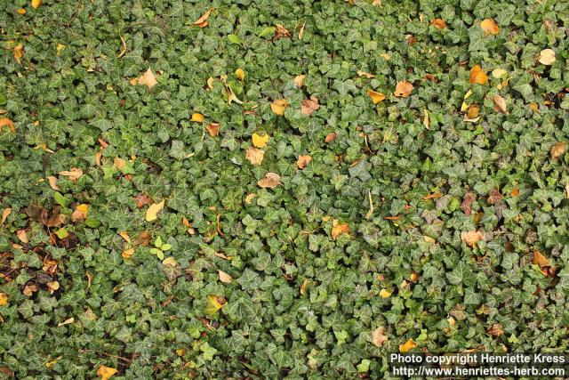 Photo: Hedera helix 8.