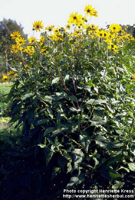 Photo: Helianthus tuberosus.