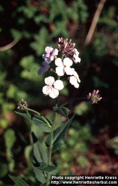 Photo: Hesperis matronalis 1.