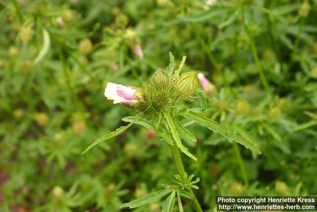 Photo: Hibiscus trionum 2.