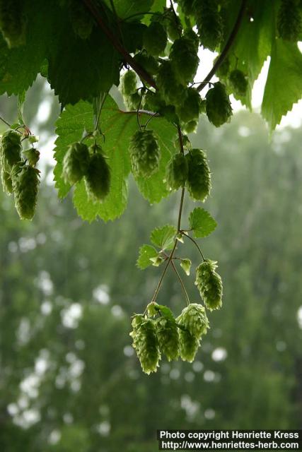 Photo: Humulus lupulus 9.