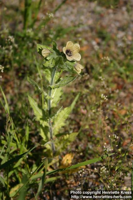 Photo: Hyoscyamus niger 8.