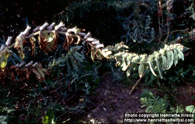 Photo: Hyoscyamus niger 1.