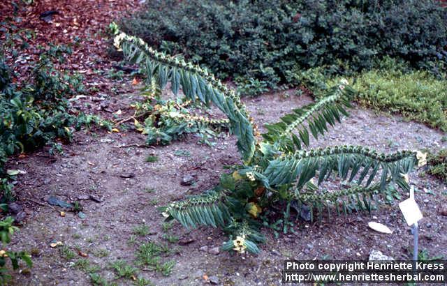 Photo: Hyoscyamus niger 3.
