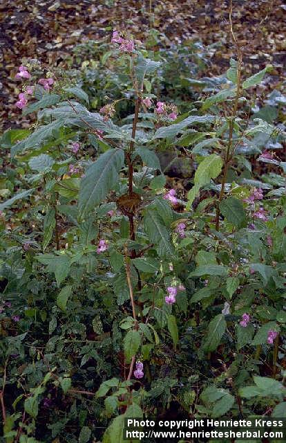 Photo: Impatiens glandulifera 7.