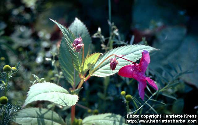 Photo: Impatiens glandulifera 8.