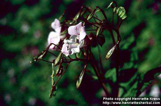Photo: Impatiens glandulifera 2.