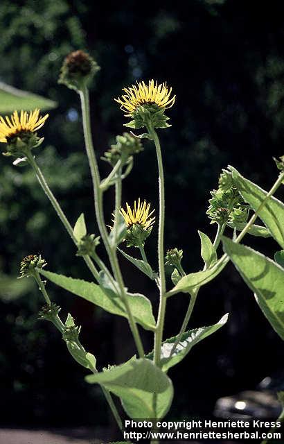 Photo: Inula helenium 4.