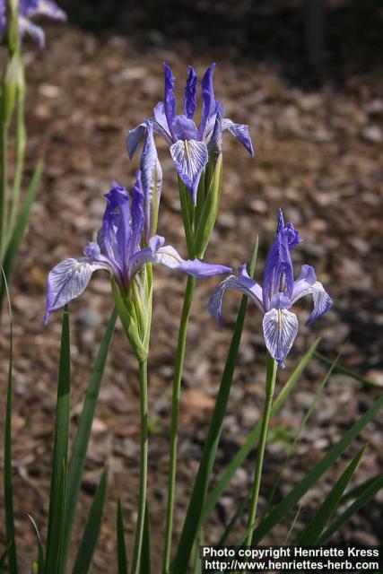 Photo: Iris missouriensis 4.
