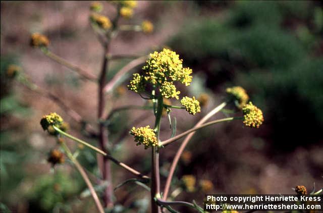 Photo: Isatis tinctoria 6.