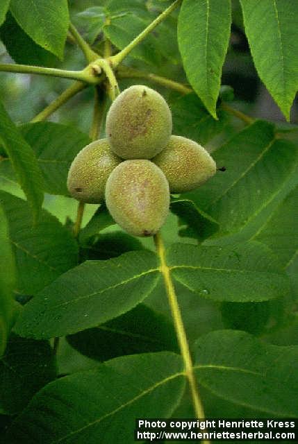 Photo: Juglans ailanthifolia 1.