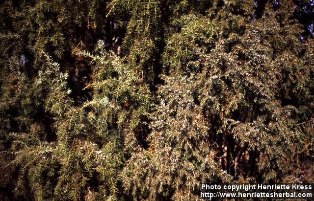 Photo: Juniperus communis 8.