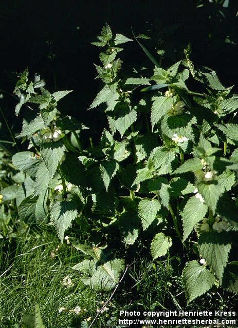 Photo: Lamium album 3.