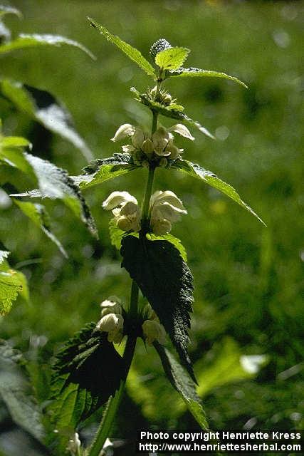 Photo: Lamium album 4.