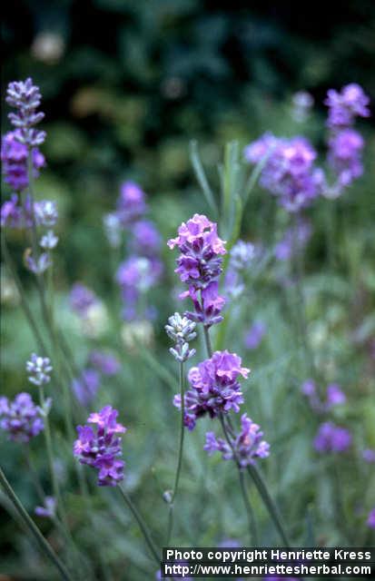 Photo: Lavandula angustifolia 5.