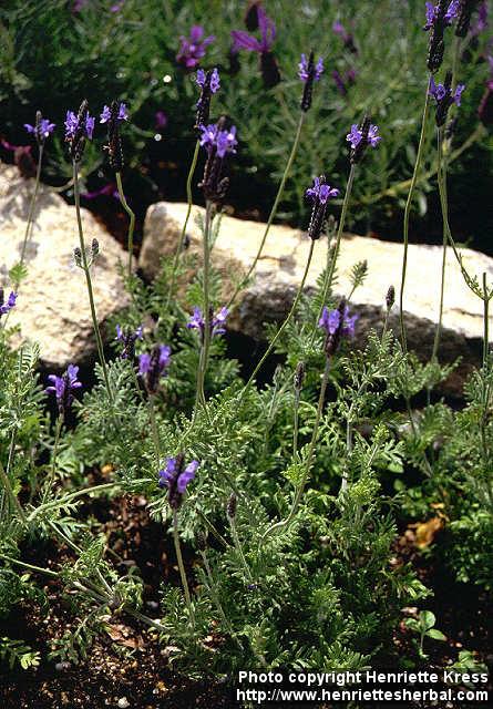 Photo: Lavandula multifida 2.