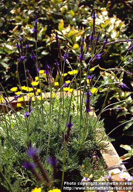 Photo: Lavandula multifida 5.