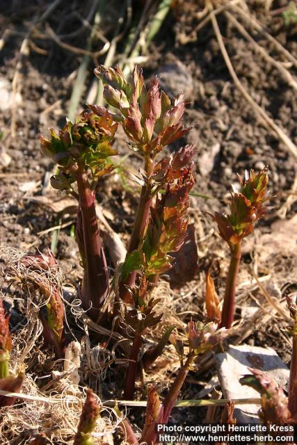 Photo: Levisticum officinale 8.