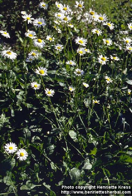 Photo: Leucanthemum vulgare.