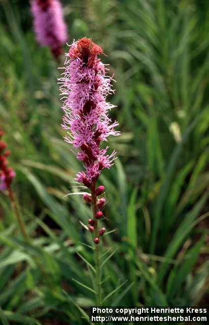 Photo: Liatris spicata 2.