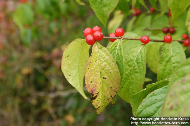 Photo: Lonicera maackii.