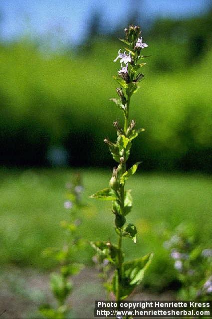 Photo: Lobelia inflata.