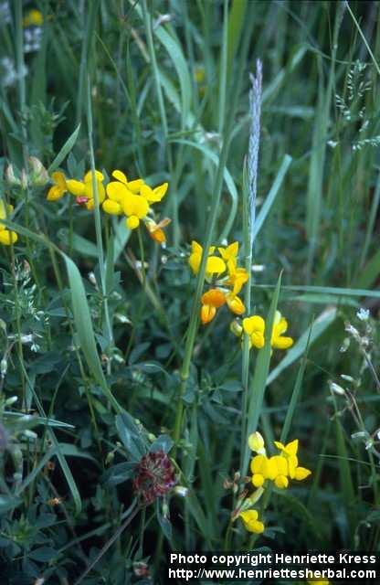 Photo: Lotus corniculatus 2.