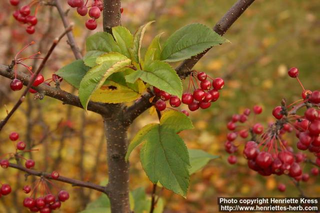 Photo: Malus toringo 3.