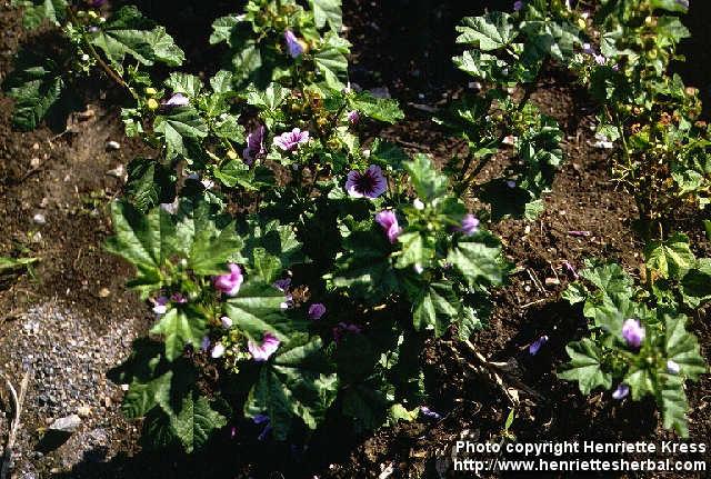Photo: Malva sylvestris 2.