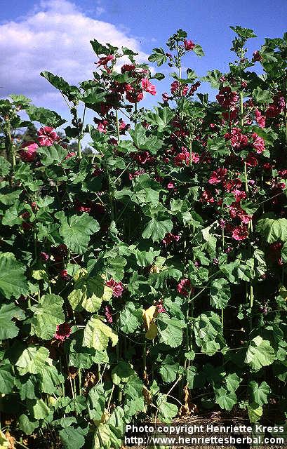 Photo: Malva sylvestris 7.