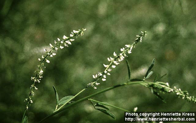 Photo: Melilotus albus 3.