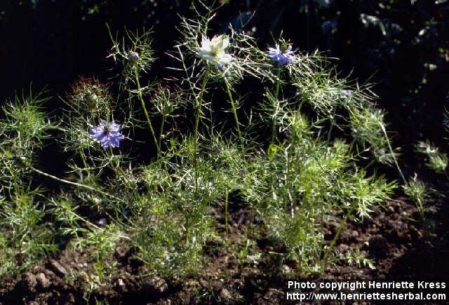 Photo: Nigella damascena 2.