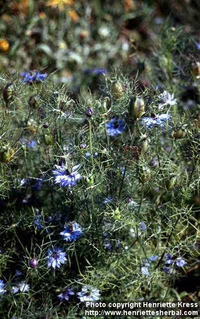 Photo: Nigella damascena 9.