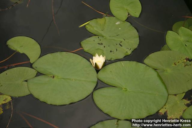 Photo: Nymphaea alba 7.