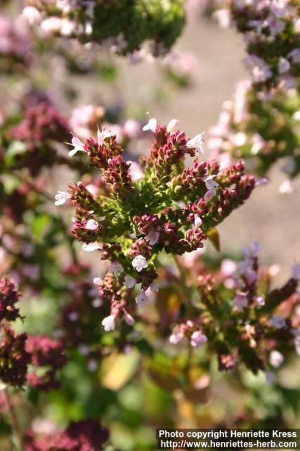 Photo: Origanum vulgare 5.
