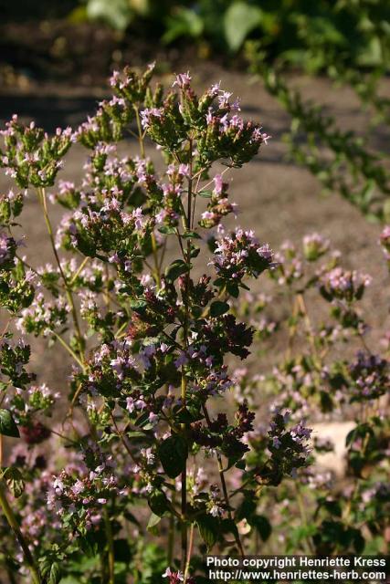 Photo: Origanum vulgare 6.