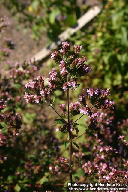 Photo: Origanum vulgare 7.