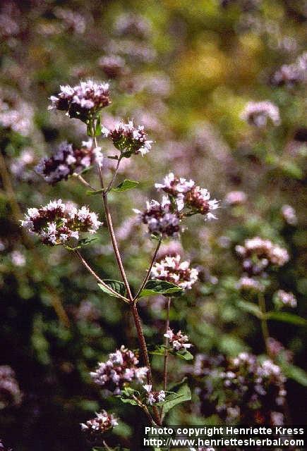 Photo: Origanum vulgare 1.