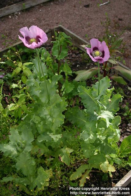 Photo: Papaver somniferum 7.