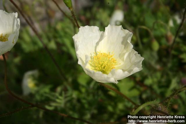 Photo: Papaver amurense 1.