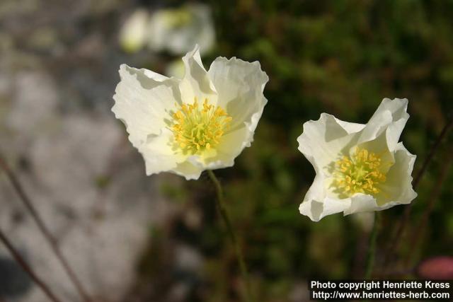 Photo: Papaver amurense 2.