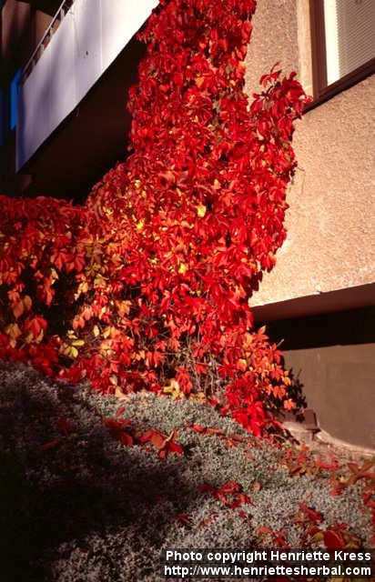 Photo: Parthenocissus quinquefolia 6.