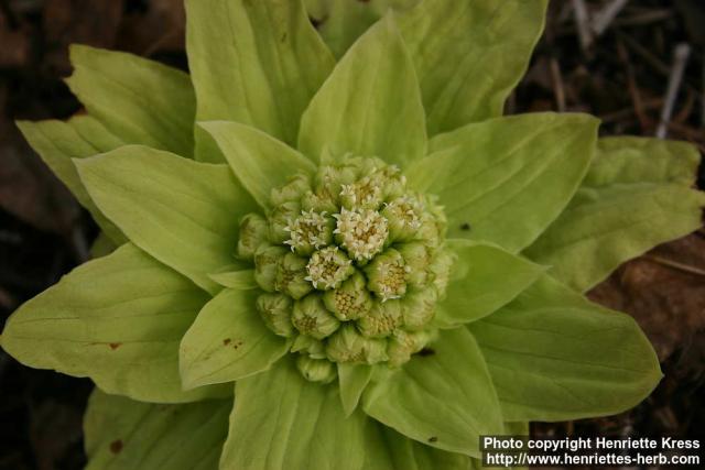 Photo: Petasites japonicus 3.