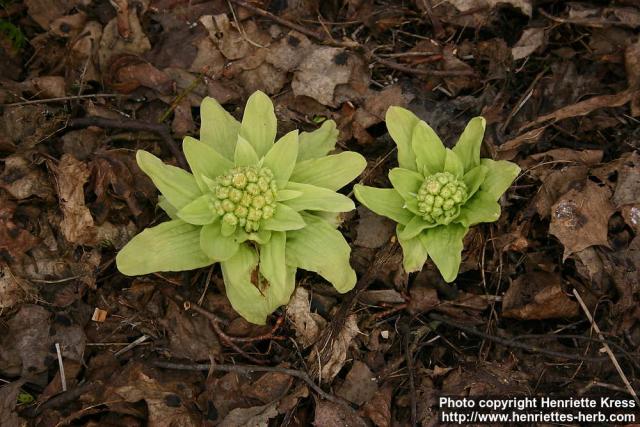 Photo: Petasites japonicus 4.