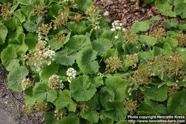 Photo: Petasites albus 9.