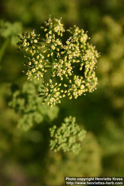 Photo: Petroselinum crispum 9.