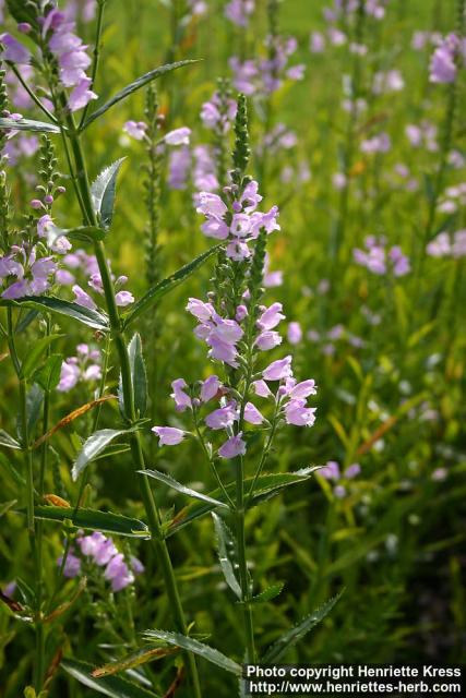 Photo: Physostegia virginiana 3.